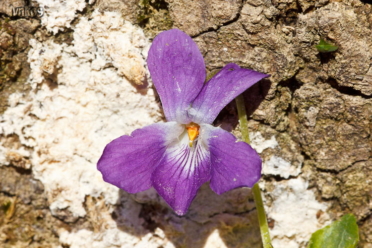 Le ultime arrivate tra le piante gi fiorite